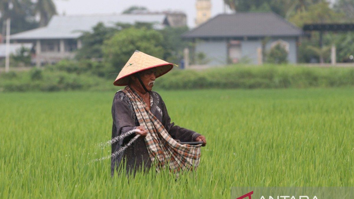Pemulihan sawah terdampak bencana di Aceh berlanjut pada 2027