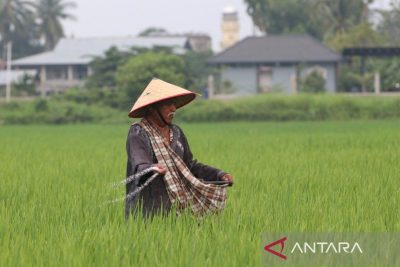 Pemulihan sawah terdampak bencana di Aceh berlanjut pada 2027