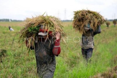 Bulog Medan optimalkan serapan gabah meski target tahunan terlampaui