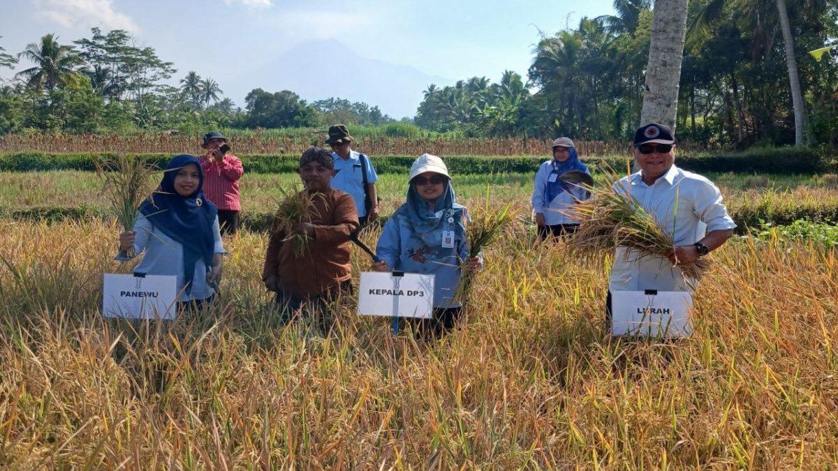 DP3 Sleman catat varietas Sembada Merah capai 7,1 ton GKP per hektare