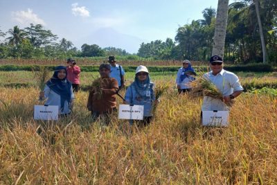DP3 Sleman catat varietas Sembada Merah capai 7,1 ton GKP per hektare