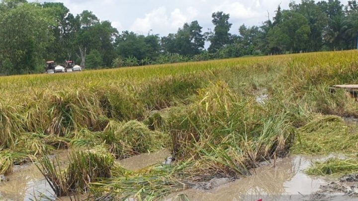 Cetak sawah di Sumsel sesuai rencana