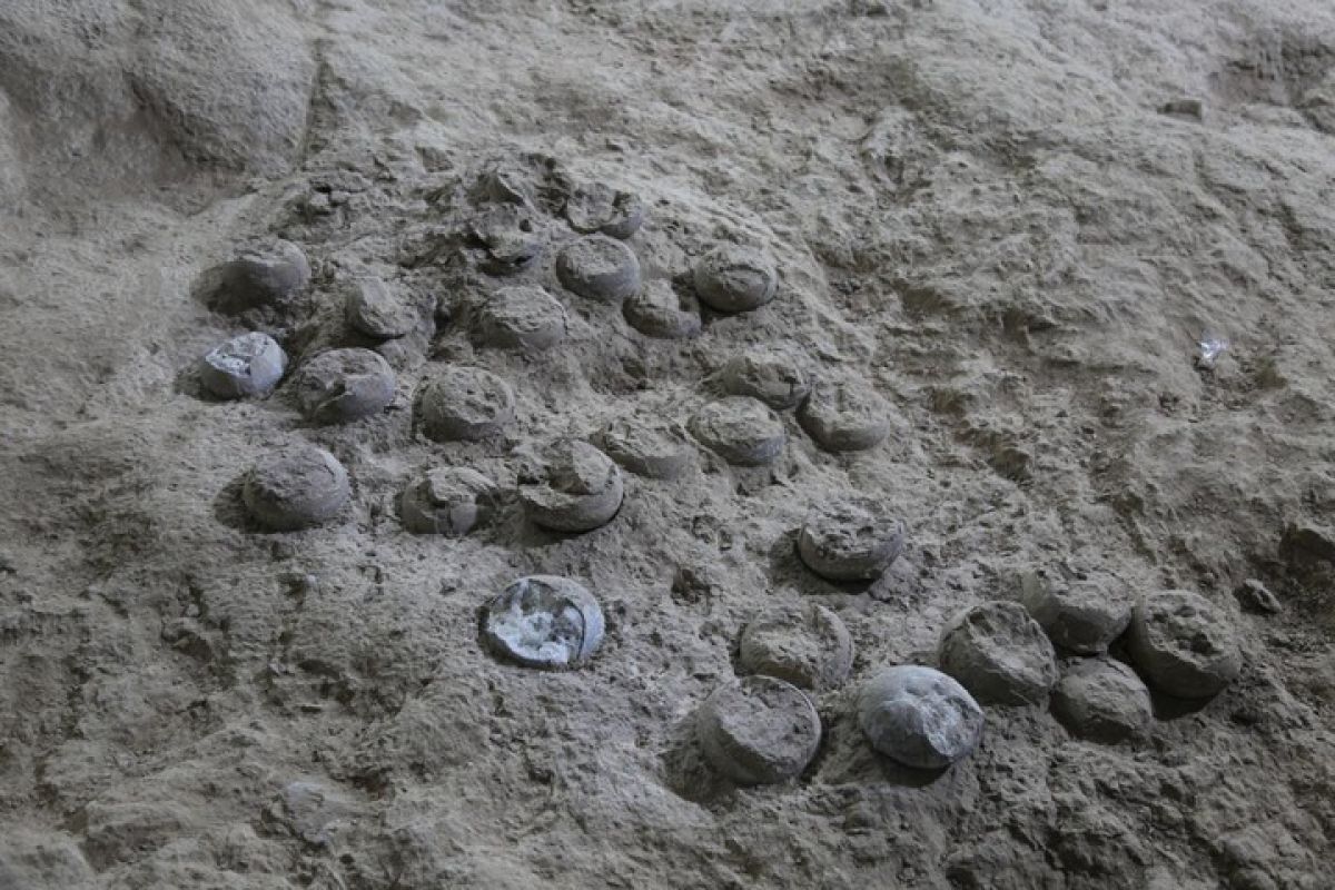 Main Agenda: China kembangkan lapisan nano untuk lindungi fosil telur dinosaurus