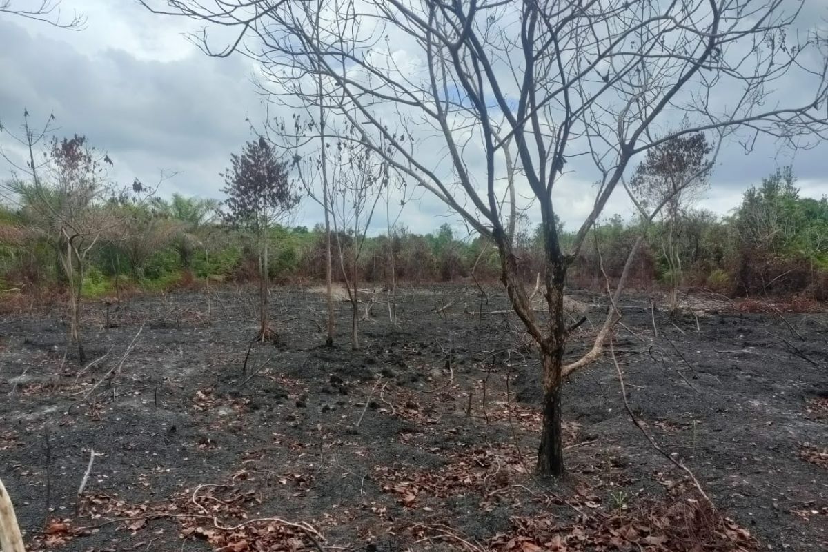 Polres Bengkalis tangkap pembakar lahan 35 hektare di kawasan hutan