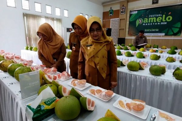 PEMKAB-MAGETAN-PERKUAT-JERUK-PAMELO-SEBAGAI-KOMODITAS-UNGGULAN