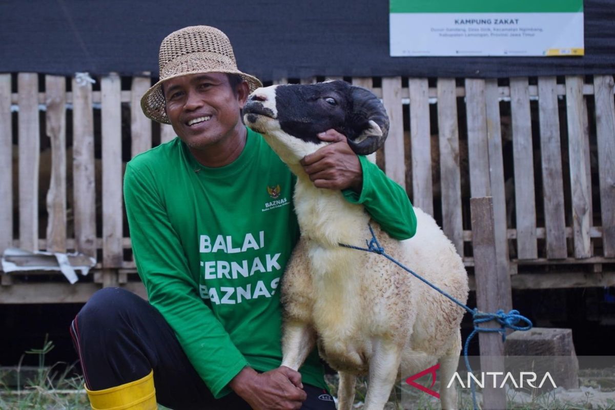 New Policy: Baznas berdayakan peternak mustahik Lamongan untuk pasok hewan kurban