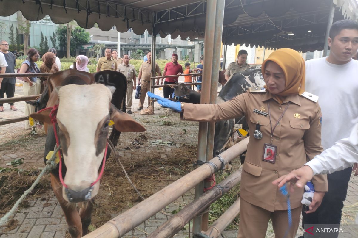 Special Plan: Pemkot Jakbar himpun 78 ekor hewan kurban untuk disalurkan
