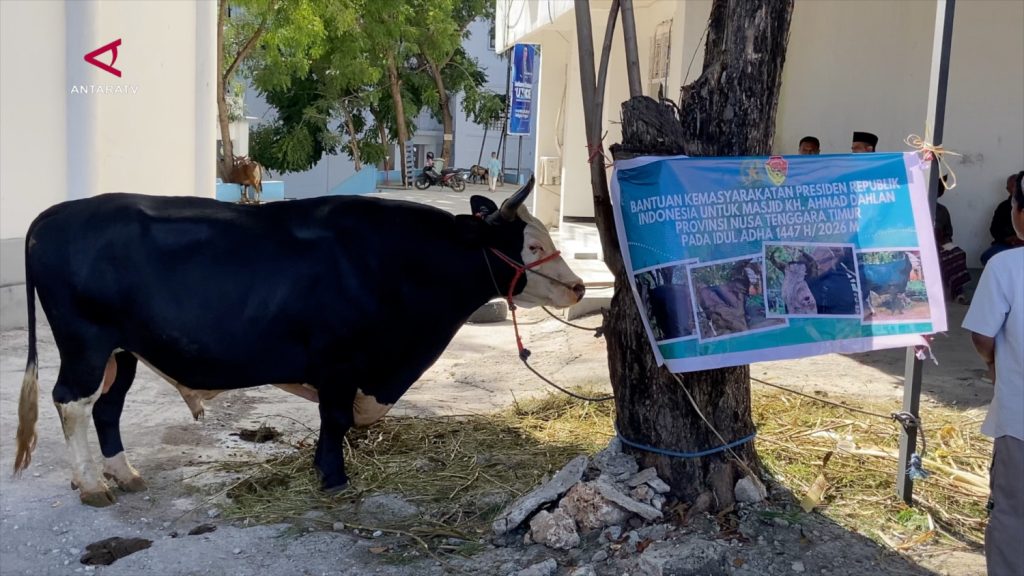 SANS_SAPI-KURBAN-1-1-TON-BANTUAN-PRESIDEN-DISALURKAN-DI-KUPANG