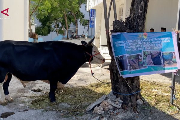 SANS_SAPI-KURBAN-1-1-TON-BANTUAN-PRESIDEN-DISALURKAN-DI-KUPANG