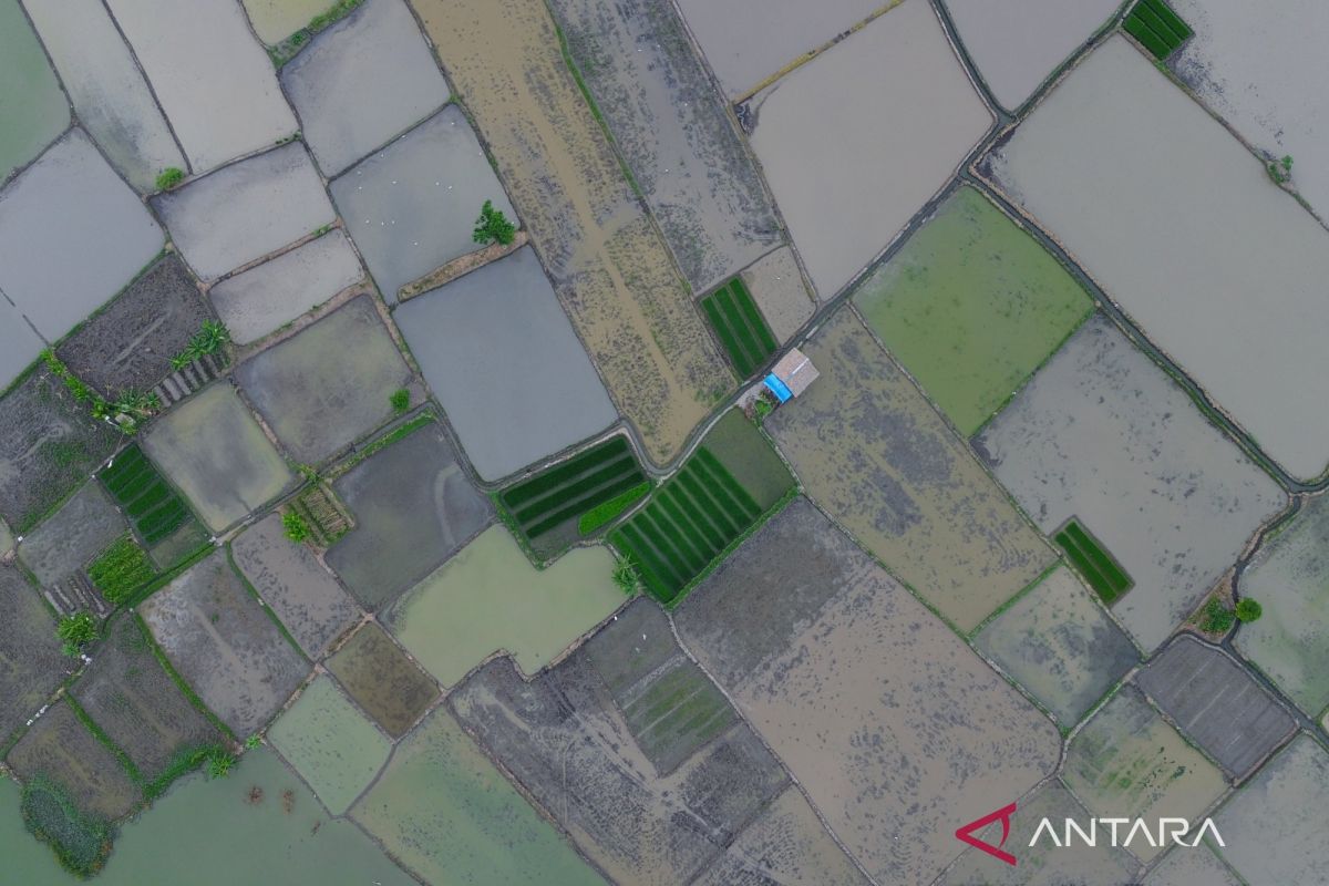 Latest Program: Wamentan: Cetak sawah investasi jangka panjang pangan