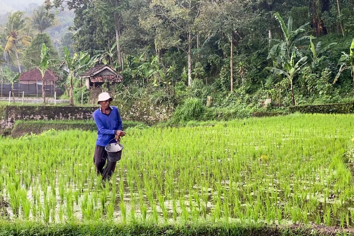 Key Strategy: Mentan: Pupuk subsidi terjaga membuat produksi beras RI terus naik
