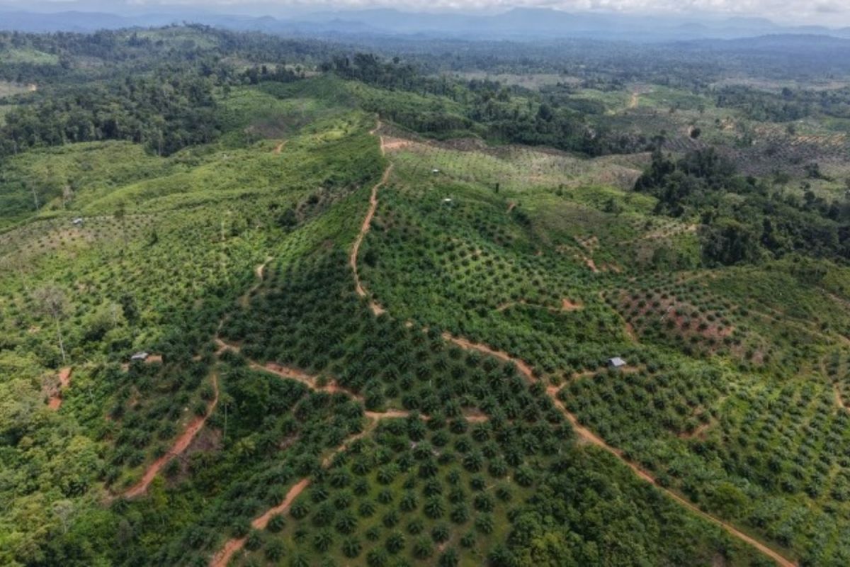 Genesis temukan sawit ilegal masih berproduksi di habitat Gajah Seblat