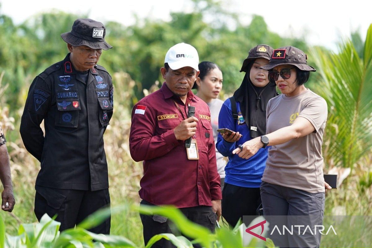 Latest Program: BRMP Papua Barat kembangkan benih jagung untuk perluasan tanam 200 ha