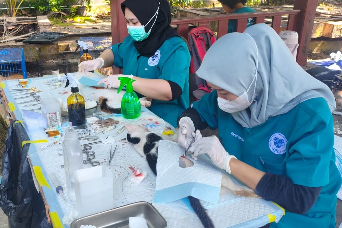 Latest Program: KPKP Kepulauan Seribu vaksinasi rabies 435 kucing hingga Mei 2026