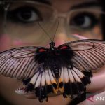 Pameran-House-of-Bugs-di-Jakarta-2062026-pma-7