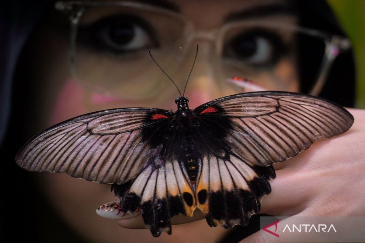 Sensasi menjelajah dunia serangga dalam pameran House of Bugs