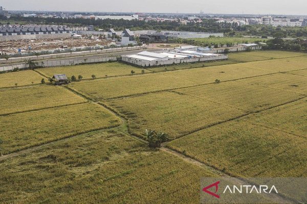 Panen-di-Sawah-Abadi-Jakarta-Timur-230222-Fm-3