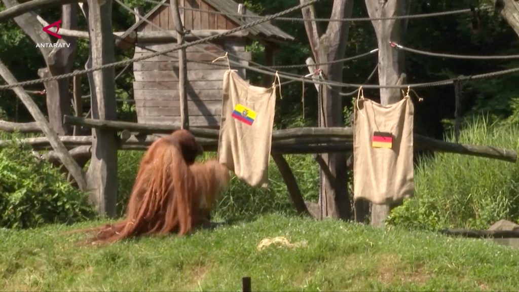 SANS_ORANGUTAN-DAN-GAJAH-RAMAL-PEMENANG-PERTANDINGAN-JERMAN-VS-EKUADOR