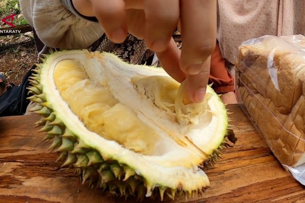 SENSASI-MENIKMATI-DURIAN-SEPUASNYA-LANGSUNG-DARI-KEBUN-DI-ACEH-BESAR