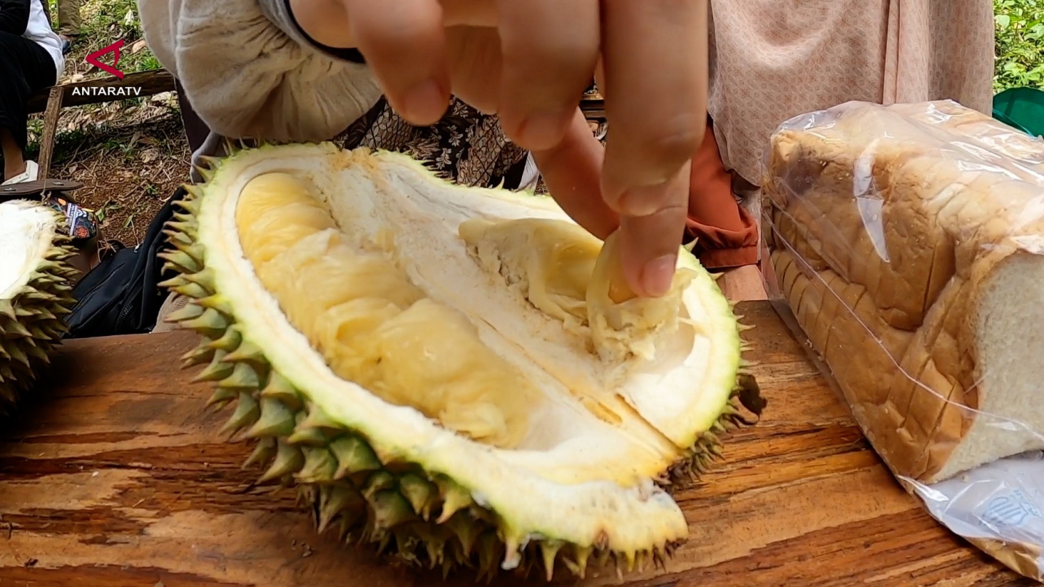 Sensasi menikmati durian sepuasnya langsung dari kebun di Aceh Besar