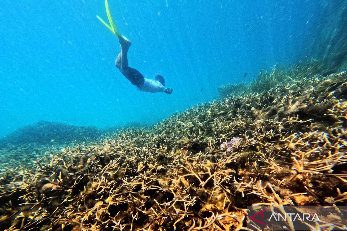 Menikmati keindahan terumbu karang dan hutan mangrove di Berau
