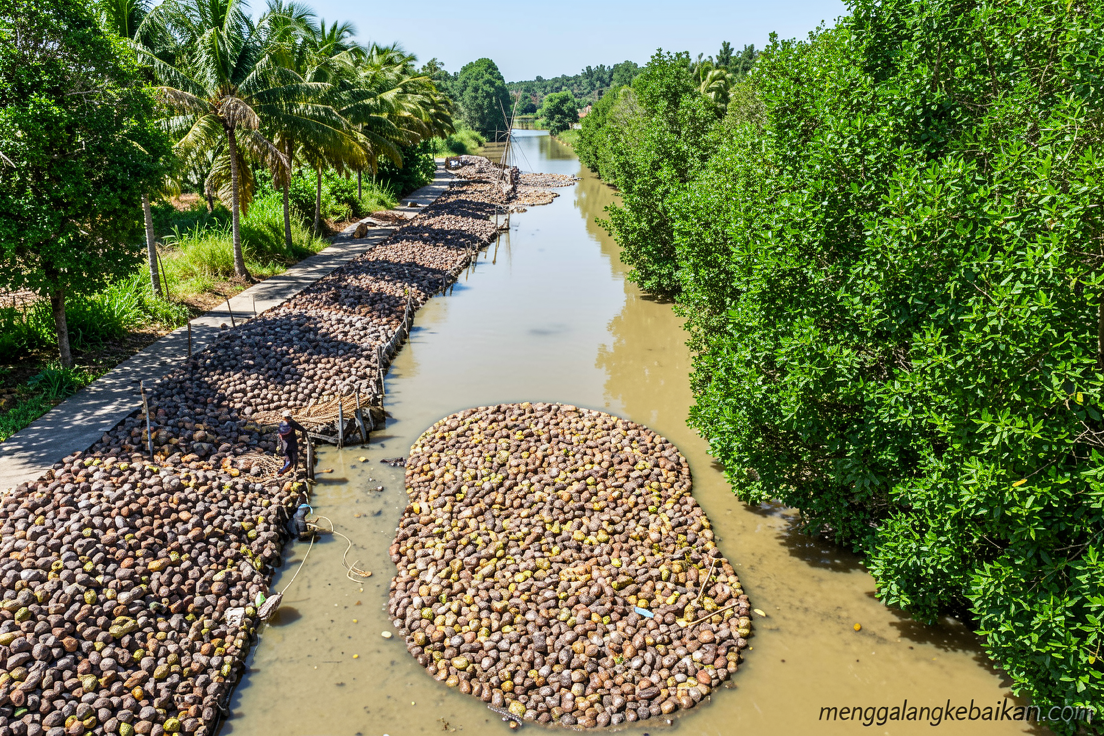 Kementan gandeng Danantara bangun industri hilir kelapa terpadu
