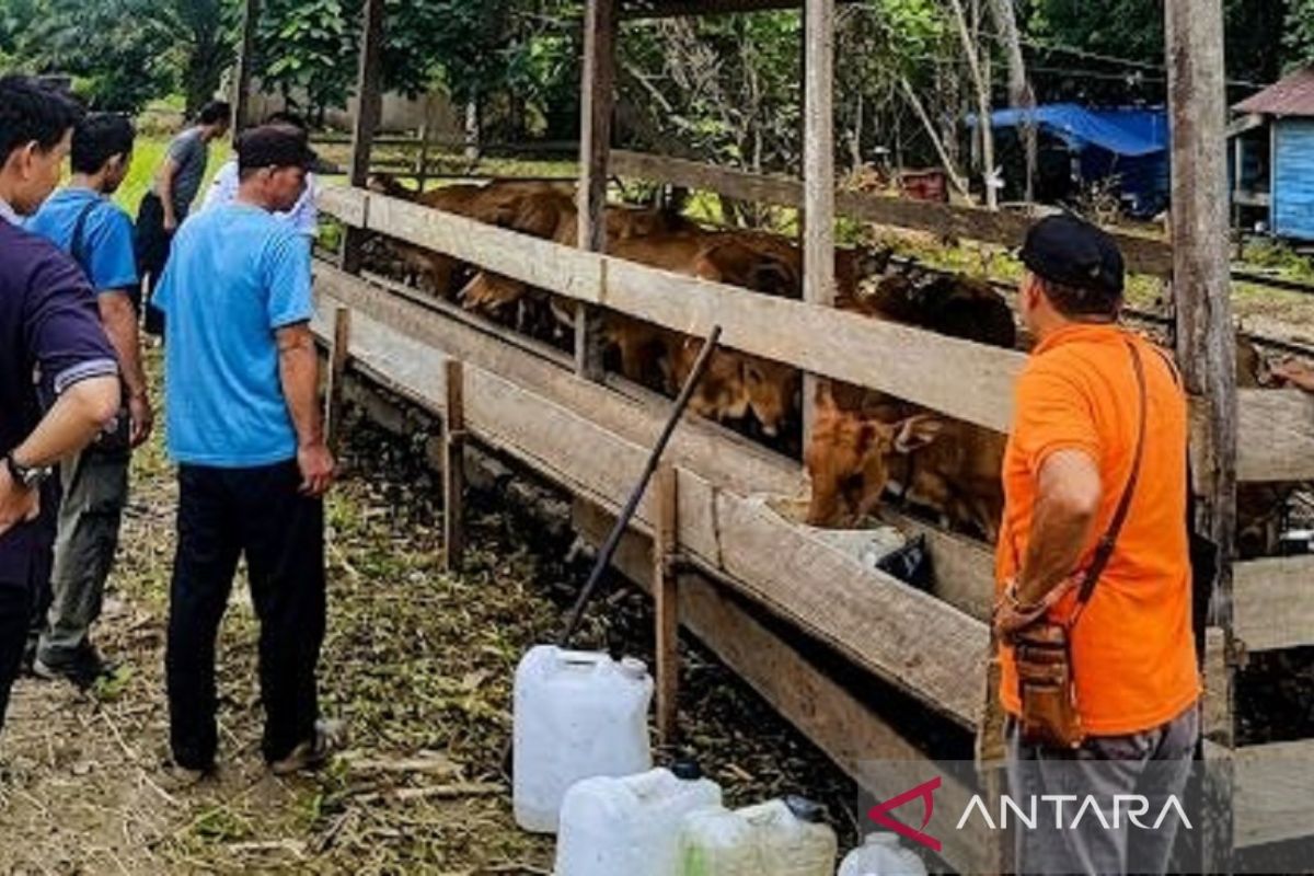 Special Plan: Integrasi tani-ternak bantu warga di Kukar lestarikan hutan