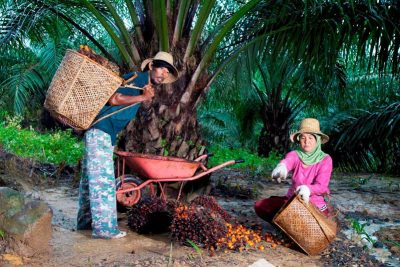 PalmCo kawal remajakan 49 ribu ha kebun sawit rakyat melalui kemitraan