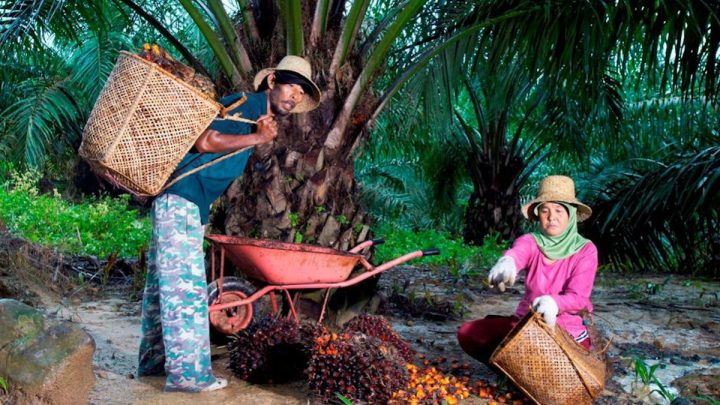 PalmCo kawal remajakan 49 ribu ha kebun sawit rakyat melalui kemitraan