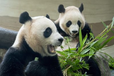 Panda raksasa kembar kelahiran Korsel dijadwalkan kembali ke Tiongkok